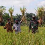 Methik Pari Desa Krosok 2021  (Harvest Rice Krosok Village 2021 )